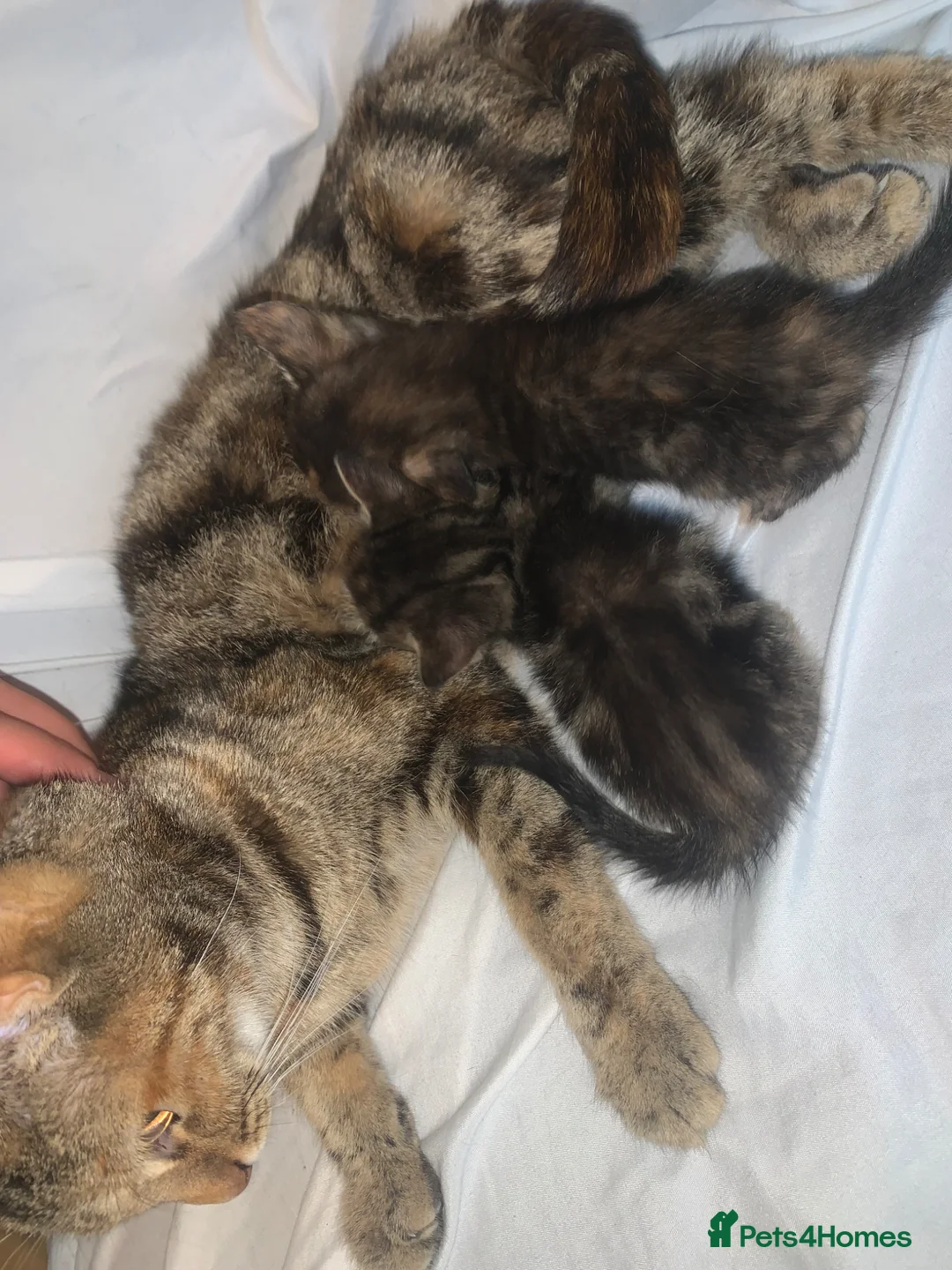 Mixed Breed cats for sale: ready to leave now! mixed kittens - Advert 2