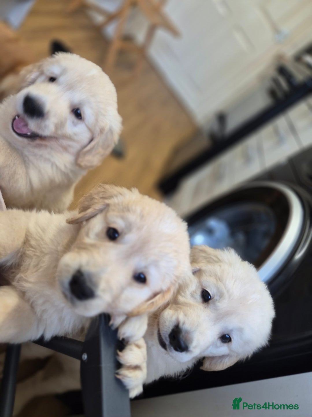 Golden Retriever dogs for sale: Golden retriever puppies  - Image 2