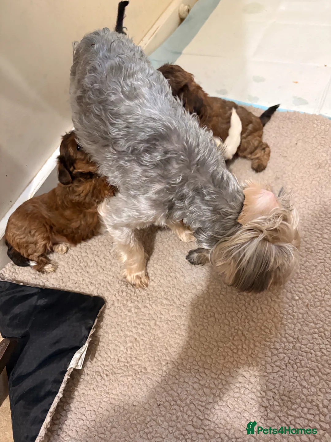 Mixed Breed dogs for sale: Yorkiepoos - Advert 1