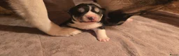 Akita dogs for stud: ***Chico’s finding LOVE… Proven Stud*** - Advert 7