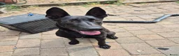 Mixed Breed dogs for sale: German/Belgian Shepherd Puppy - Advert 5