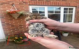 French Lop rabbits for sale: Baby lops  - Image 6