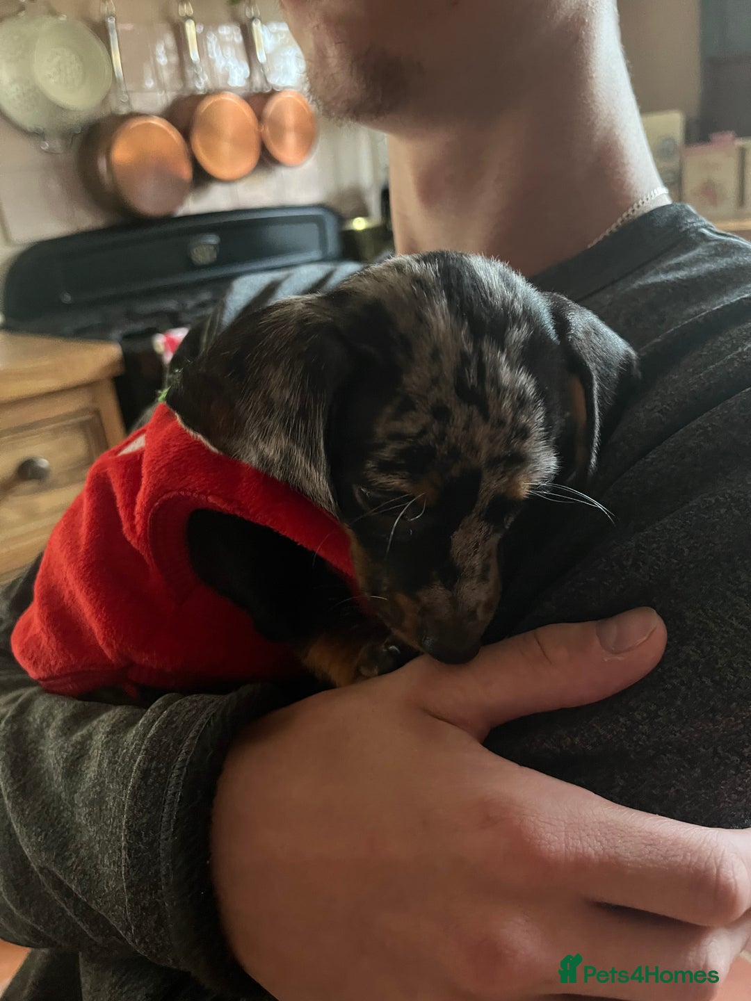Miniature Dachshund dogs for sale: Dapple mini dachshund & long haired daxi cross - Advert 19