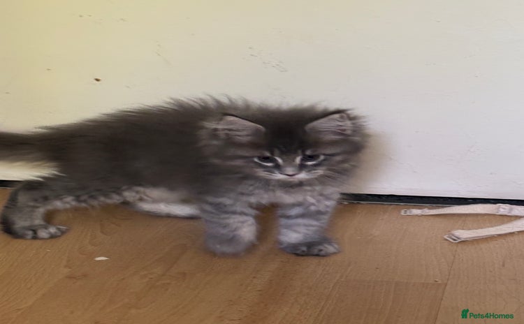 Maine Coon cats - Advert 6