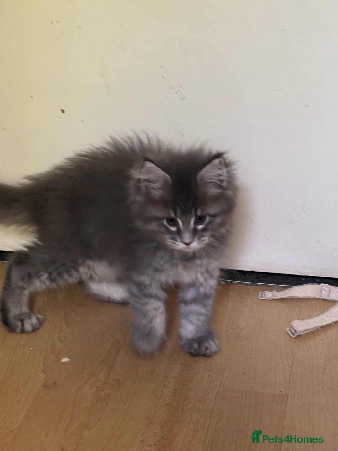 Maine Coon cats for sale: Maine coon kittens - Image 8