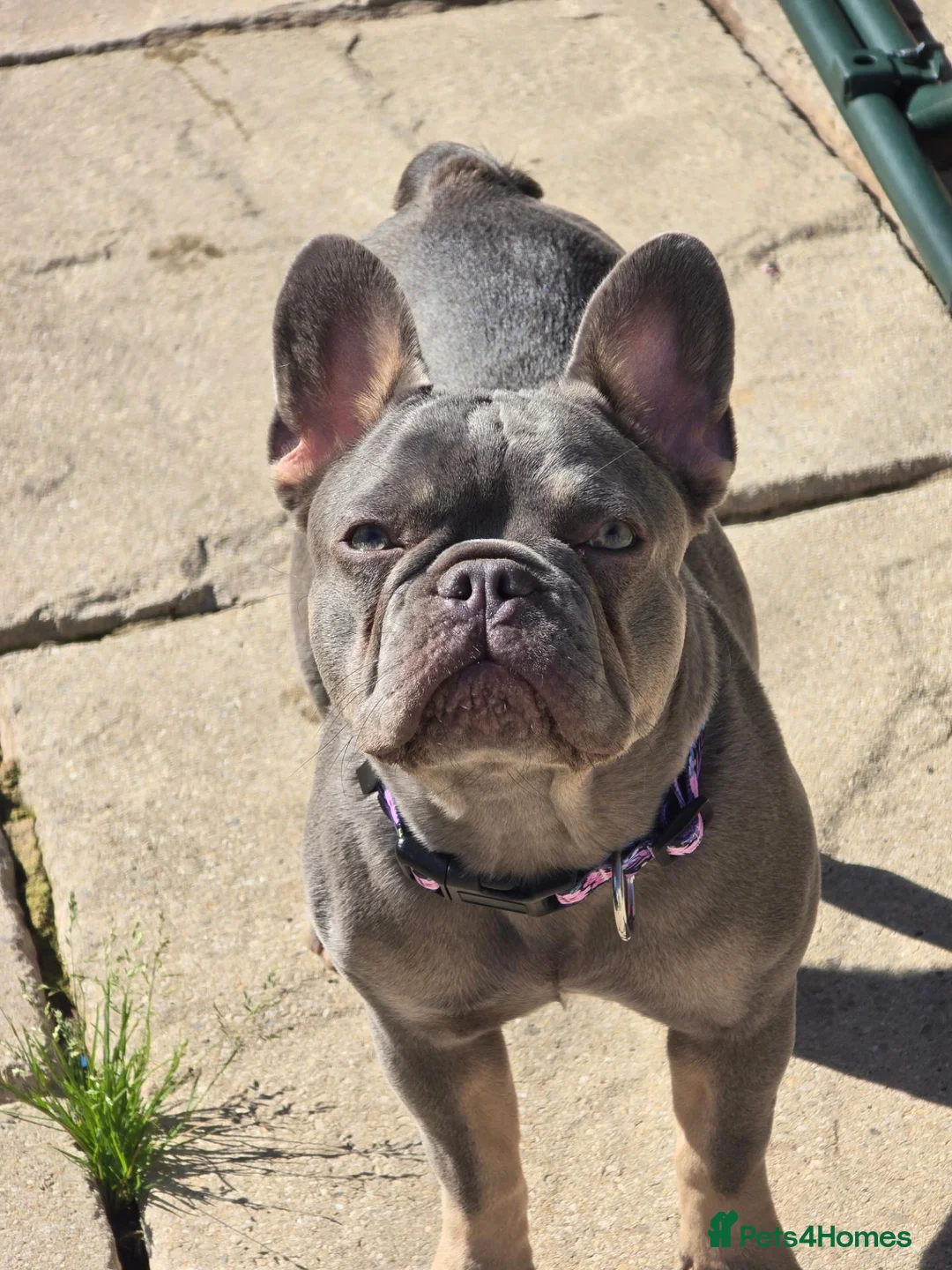 French Bulldog dogs for sale: girl Frenchy for sale - Advert 1