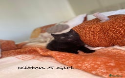 Mixed Breed cats for sale: Beautiful kittens 8 weeks old ready now  - Image 16