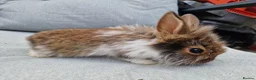 Lionhead rabbits for sale: 2 lionhead boys - Advert 8