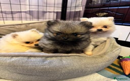 Pomeranian dogs for sale: Gorgeous Pomeranian puppies - Image 5