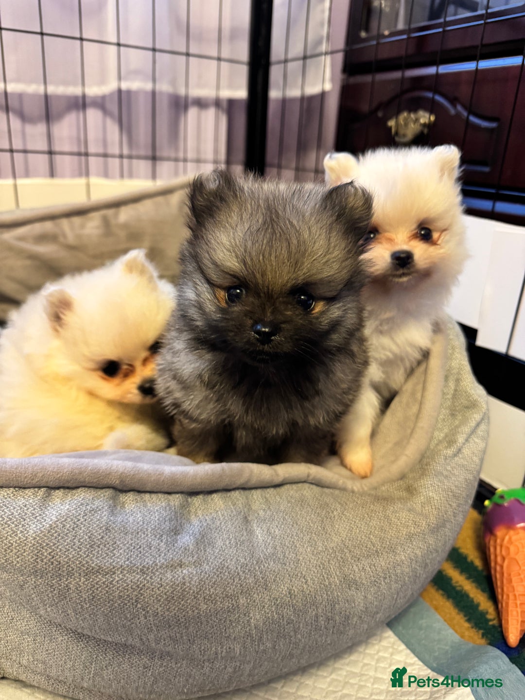 Pomeranian dogs for sale: Gorgeous Pomeranian puppies - Image 5