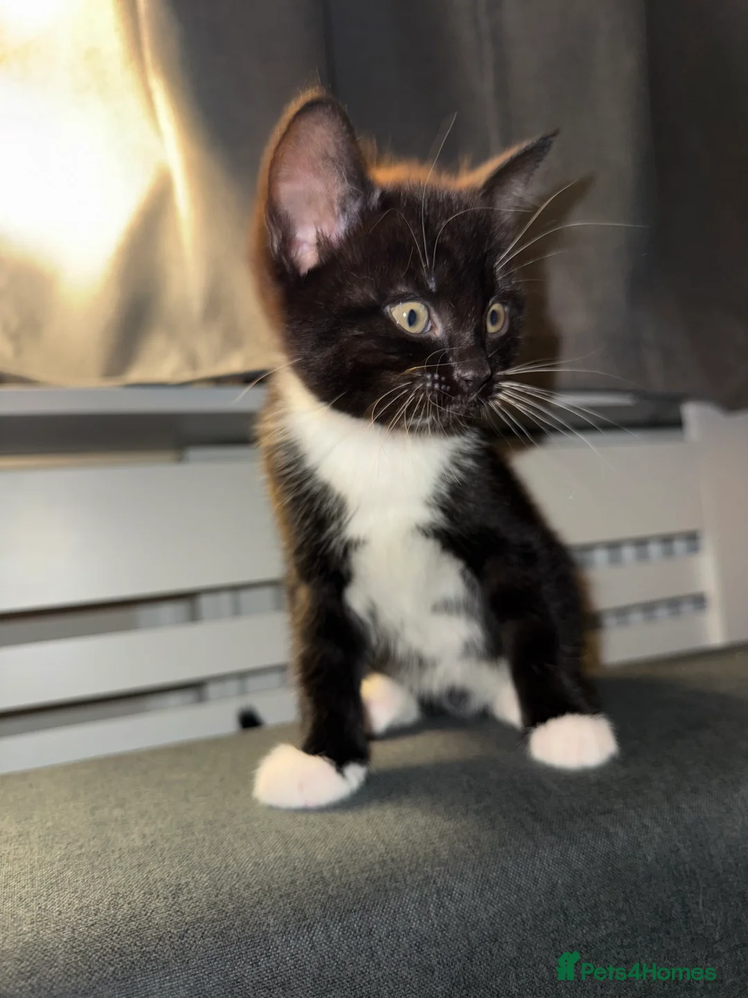 Mixed Breed cats for sale: Stunning Turkish Angora/ domesticShorthairKittens  - Advert 5