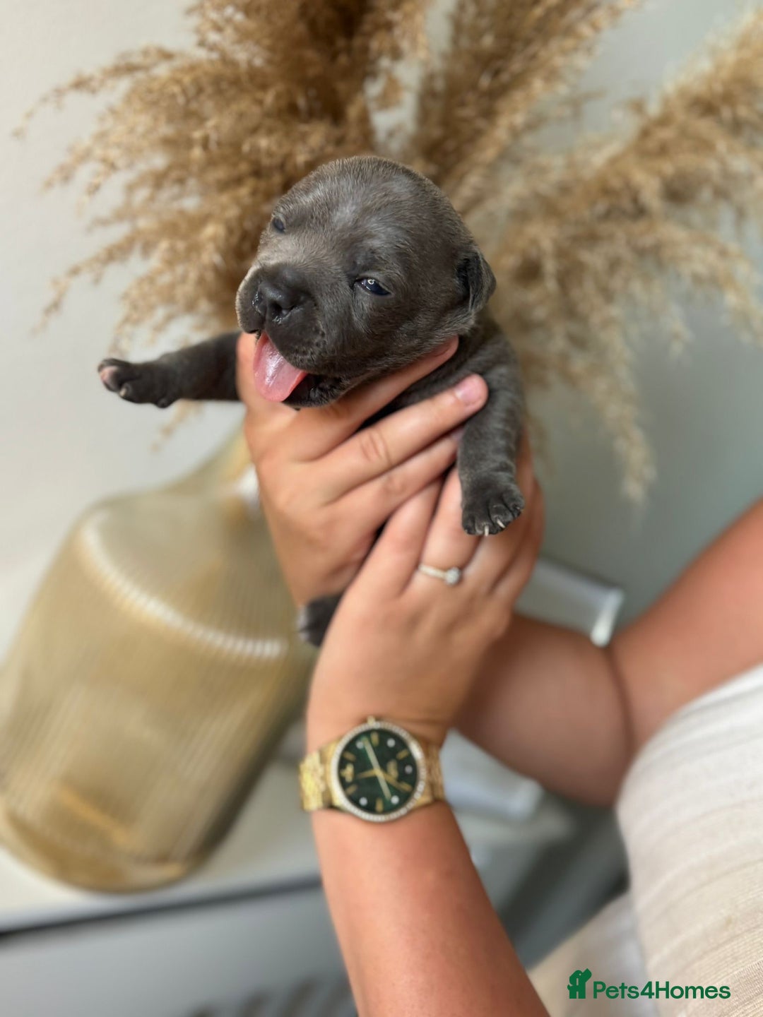 Staffordshire Bull Terrier dogs for sale: 😍😍 BEAUTIFUL & CHUNKY BLUES💙 - Image 32