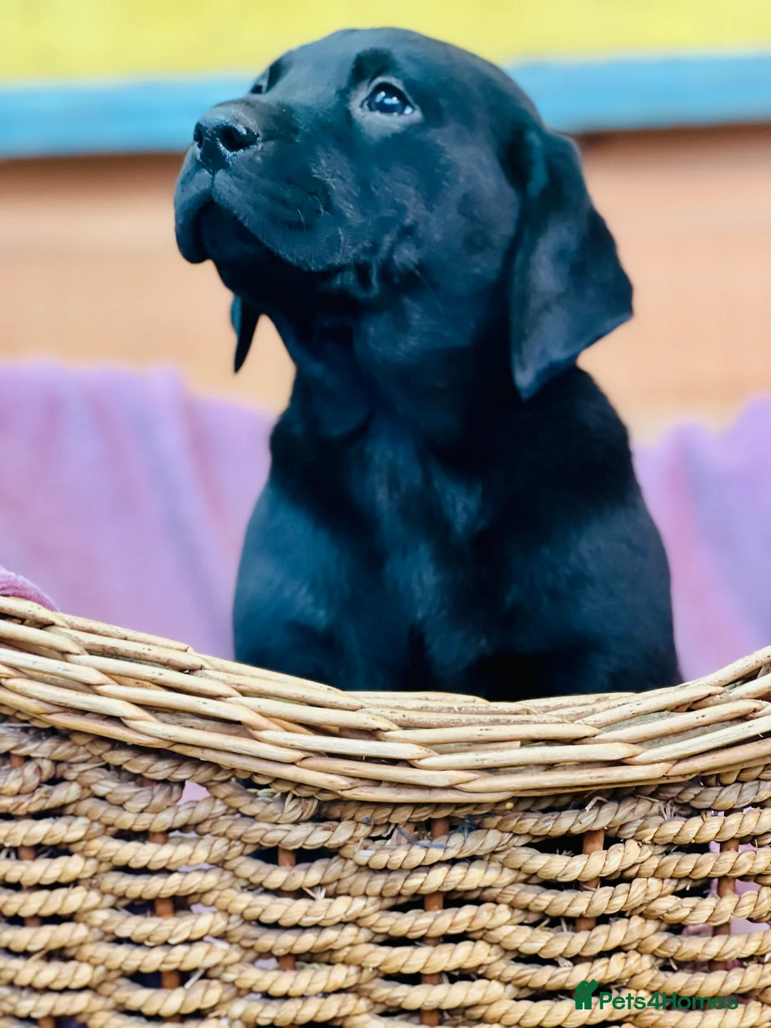 Labrador Retriever dogs for sale: KC Labrador Pups Chunky Traditional  Working - Advert 18