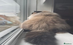 Ragdoll cats for sale: Champion blood dilute blue tabby ragdoll kitten - Image 14