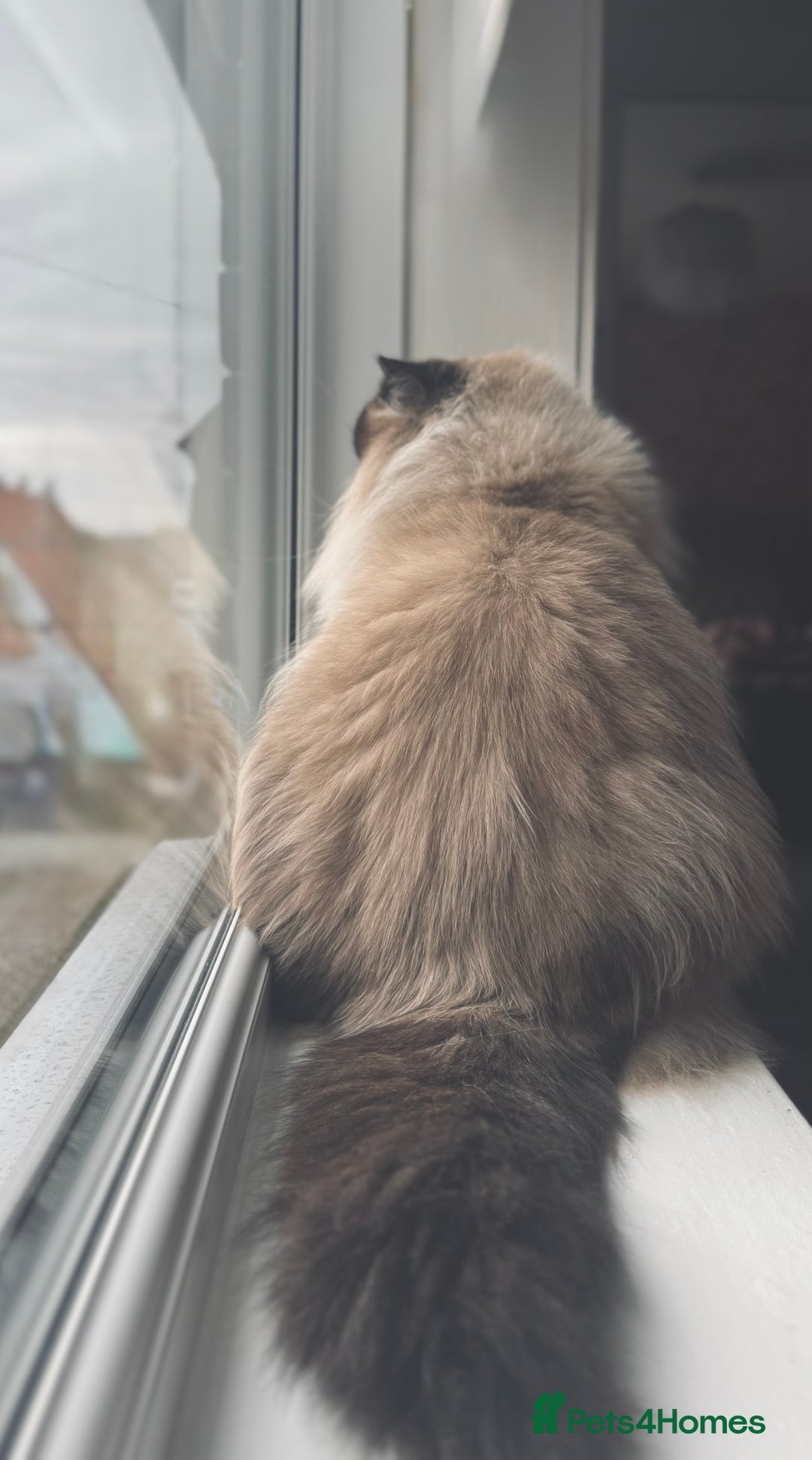 Ragdoll cats for sale: Champion blood dilute blue tabby ragdoll kitten - Image 14