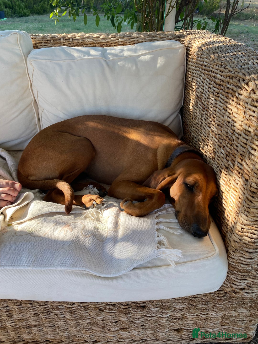 Mixed Breed dogs for sale: Italian Segugio/labrador Easter Love Affair - Image 27