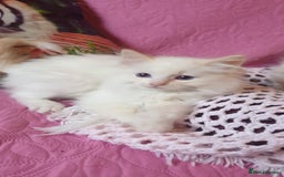 Ragdoll cats for sale: 💖Beautiful GCCF Registered Ragdoll Kittens. - Image 12