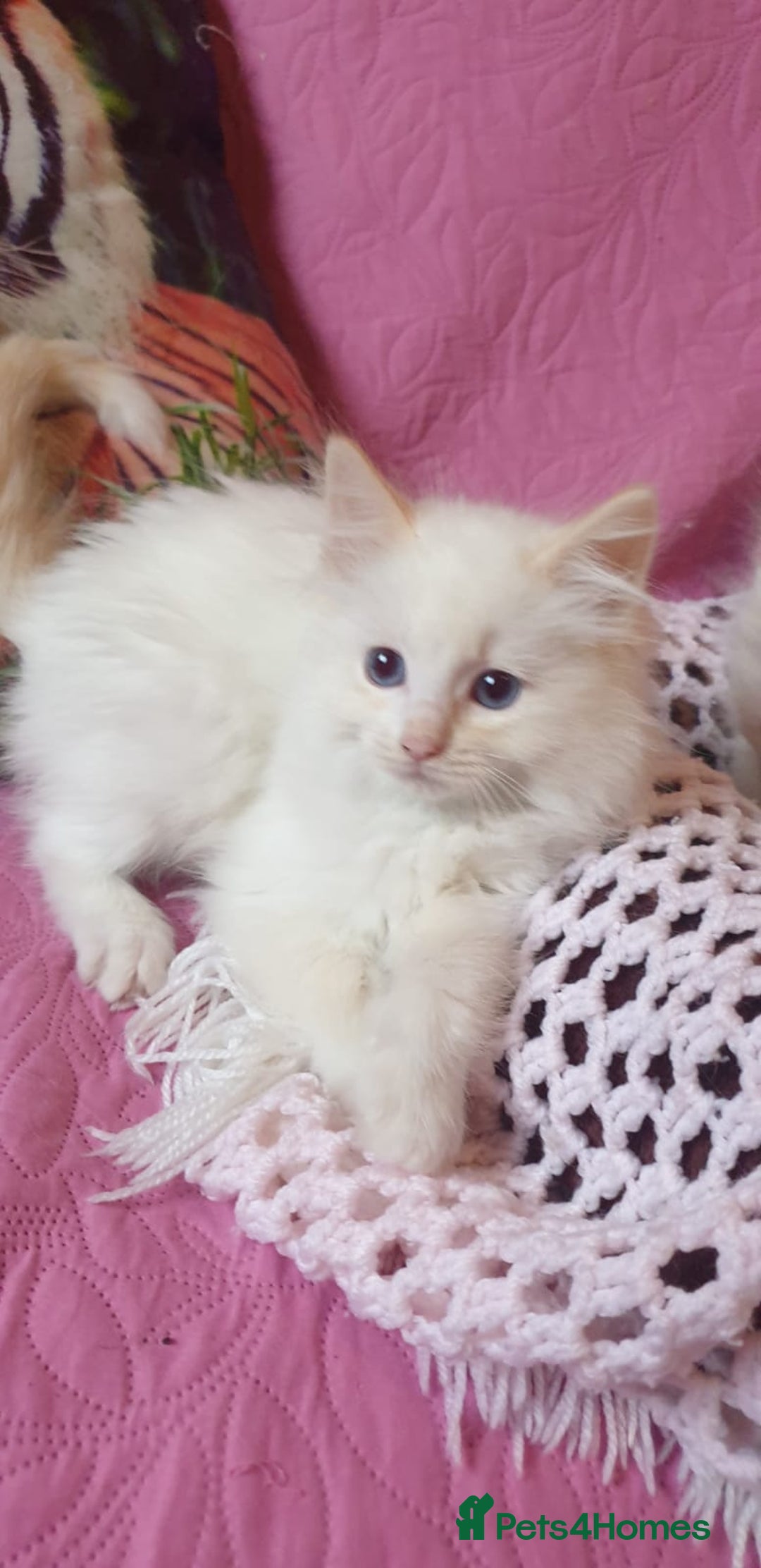 Ragdoll cats for sale: 💖Beautiful GCCF Registered Ragdoll Kittens. - Image 12