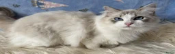 Ragdoll cats for sale: Two Sister TICA Registered Female Ragdoll - Advert 2