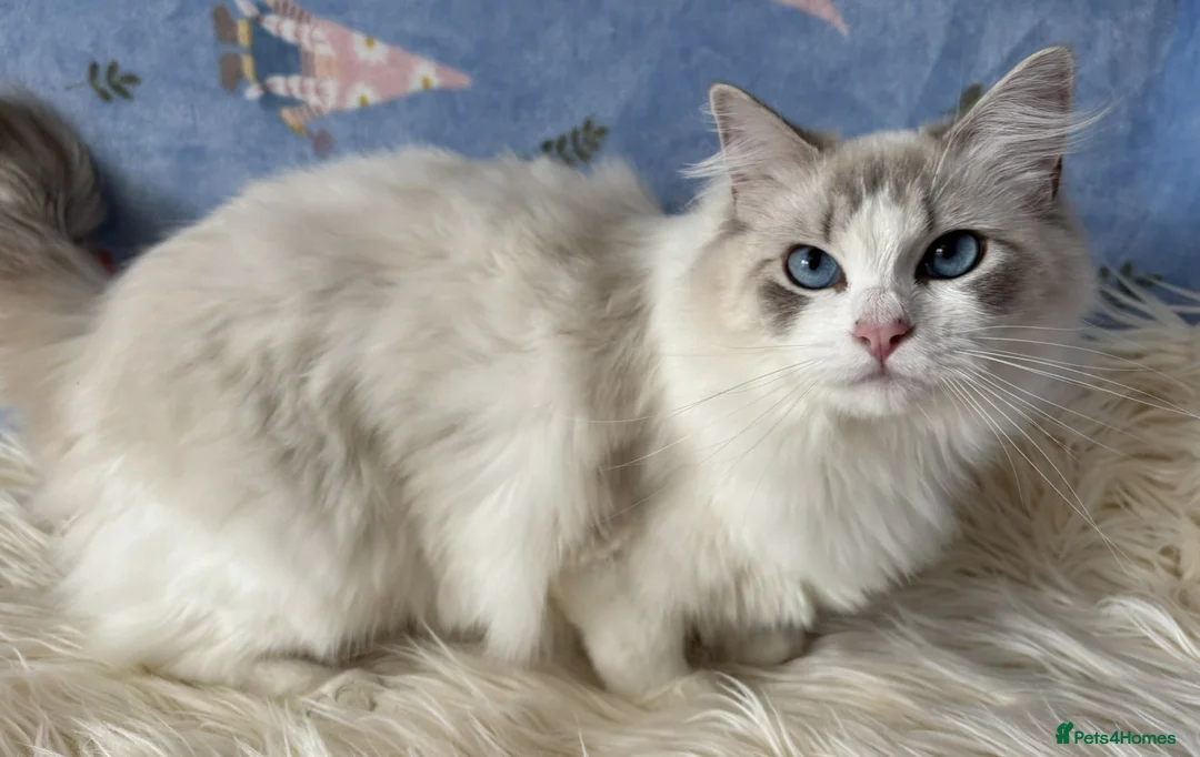 Ragdoll cats for sale: Two Sister TICA Registered Female Ragdoll - Advert 2