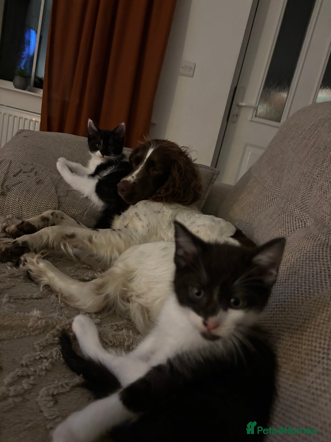 Maine Coon cats for sale: Half Maine coon - Image 8