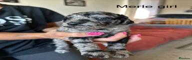 Puppy 6