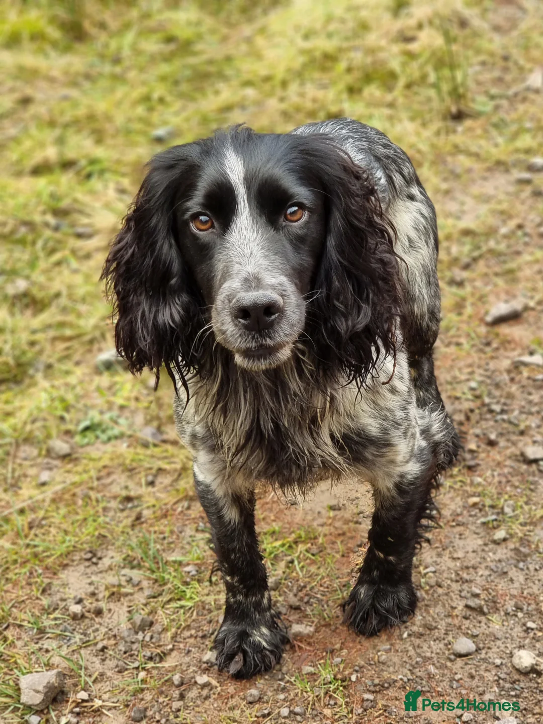 Cocker Spaniel dogs for stud: Blue Roan Cocker Stud  in Alford - Advert 5