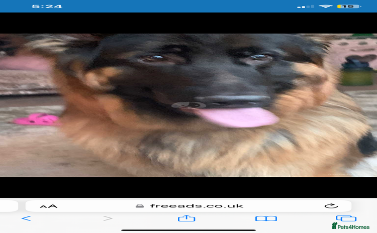 German Shepherd dogs - Advert 11