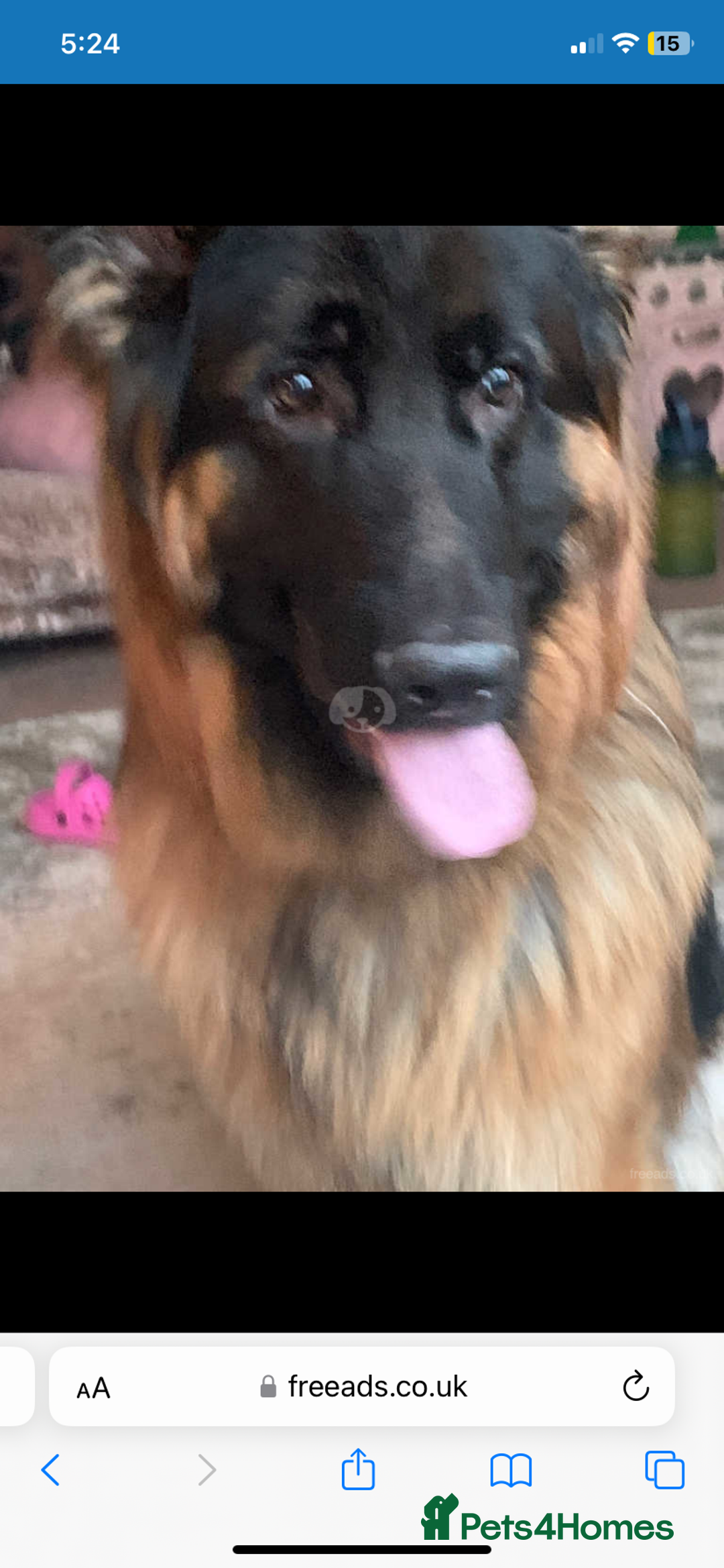 German Shepherd dogs for sale: 2.5 year old male  - Image 1