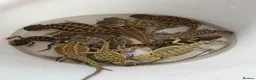 Bearded Dragon reptiles for sale: Baby Bearded Dragons available- 8 weeks old 5 LEFT - Advert 4