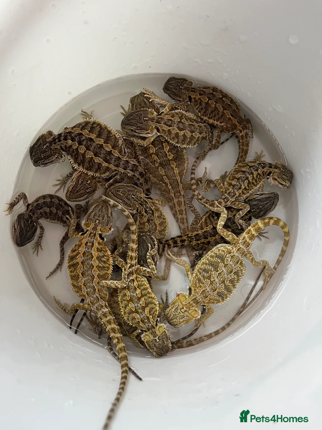 Bearded Dragon reptiles for sale: Baby Bearded Dragons available- 8 weeks old 5 LEFT - Advert 4