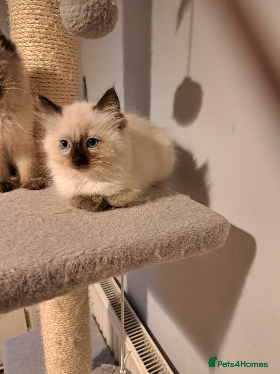 Ragdoll cats for sale: Ragdolll kittens - Image 4
