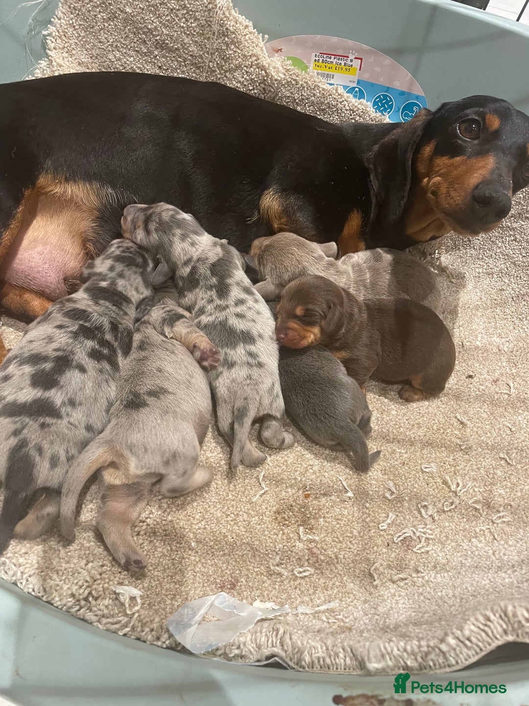 Dachshund dogs for sale: Full breed dachshund  - Advert 5