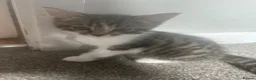 Mixed Breed cats for sale: Beautiful kittens for sale to 5* homes  - Advert 5