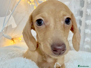 Miniature Dachshund dogs ✨Last gorgeous Cream girl Mini Kc dachshund ✨ - Advert 4