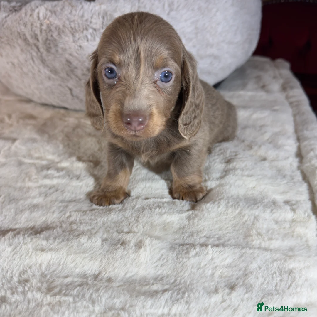 Miniature Dachshund dogs for sale: Long Hair Dachshund miniature Dapple - Advert 5