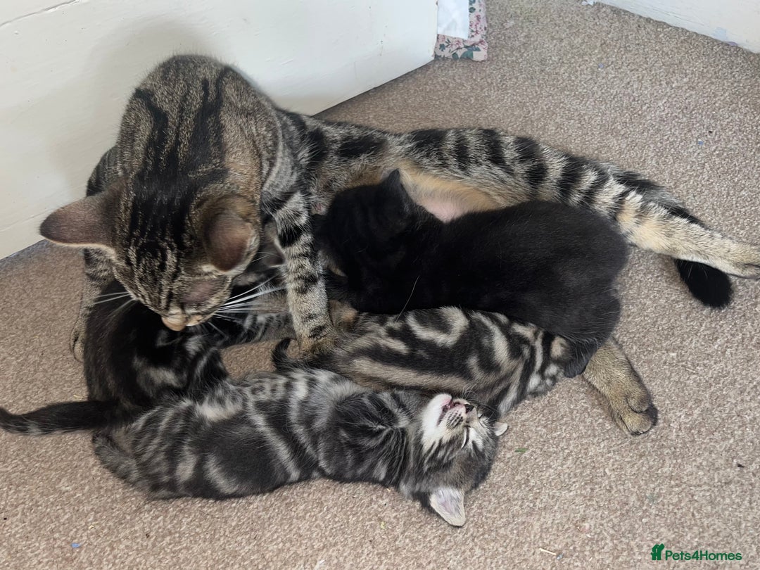 British Shorthair cats for sale: Three full tabby kittens and one black kitten - Image 16