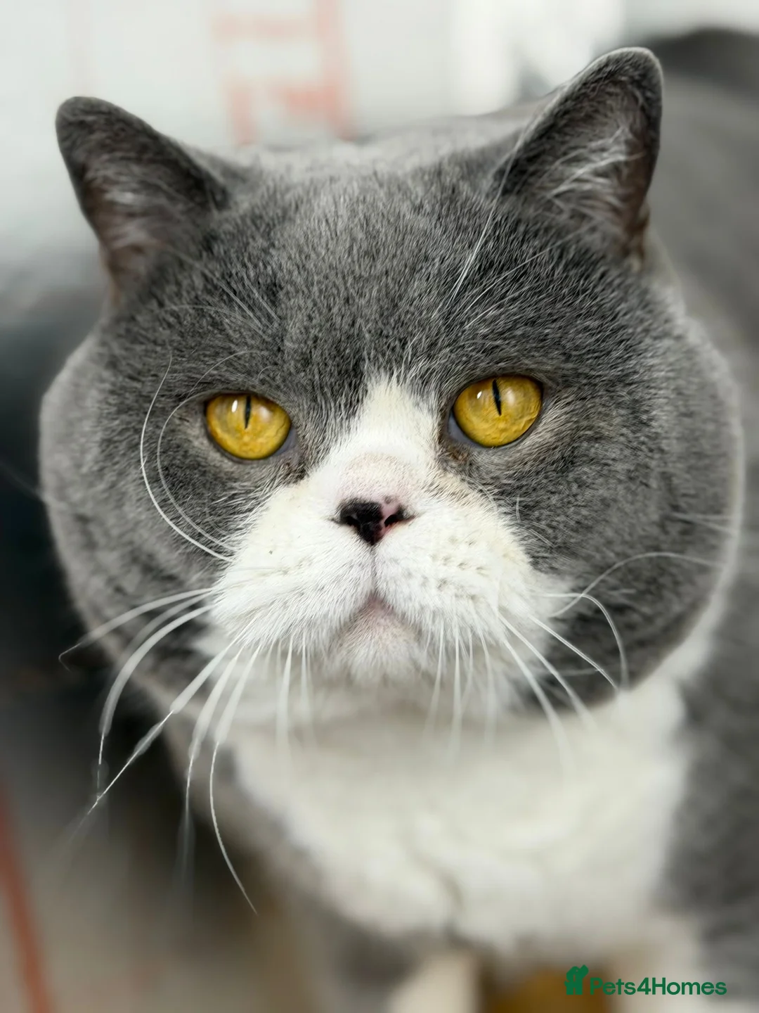 British Shorthair cats for stud: British Shorthair Blue Bicolour male stud duties - Advert 6