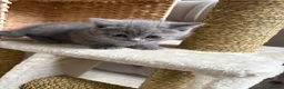 Scottish Fold cats for sale: 7 Beautifully Scottish Fold/Straight kittens - Advert 3