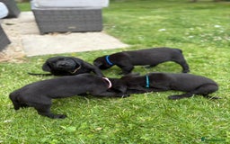 Labrador Retriever dogs for sale: KC Registered Black Labrador Pups 🐾 - Image 13