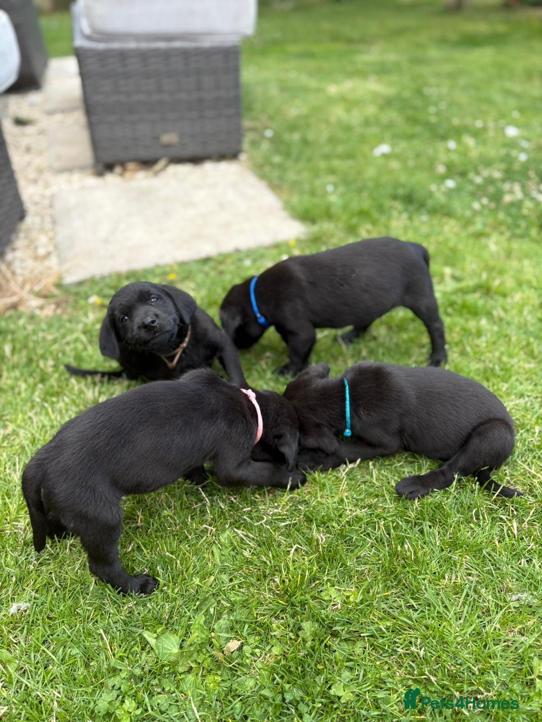 Labrador Retriever dogs for sale: KC Registered Black Labrador Pups 🐾 - Image 13