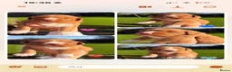 Nova Scotia Duck Tolling Retriever dogs for sale: OUTSTANDING LITTER OF NSDTR PUPS. - Advert 2