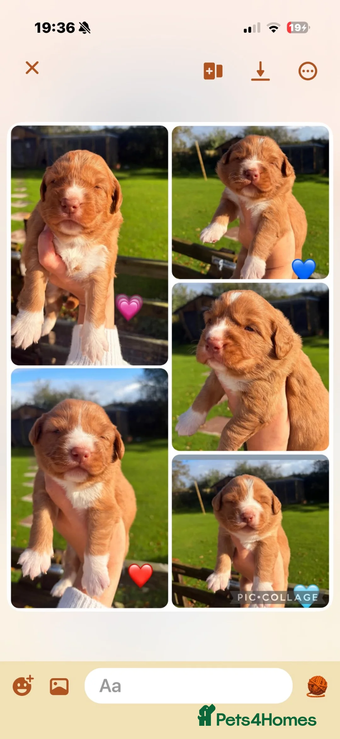 Nova Scotia Duck Tolling Retriever dogs for sale: OUTSTANDING LITTER OF NSDTR PUPS. - Advert 2