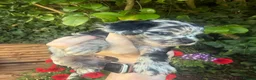 Cavapoo dogs for sale: Cottage Cavapoo puppies 5* Council reg’d  - Advert 7