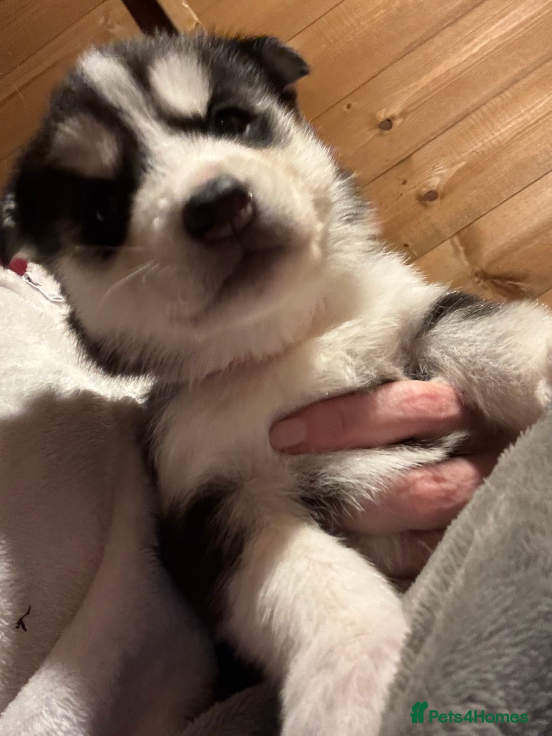 Siberian Husky dogs for sale: 6 pure breed husky pups  - Advert 12