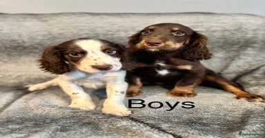 Cocker Spaniel dogs - Advert 12