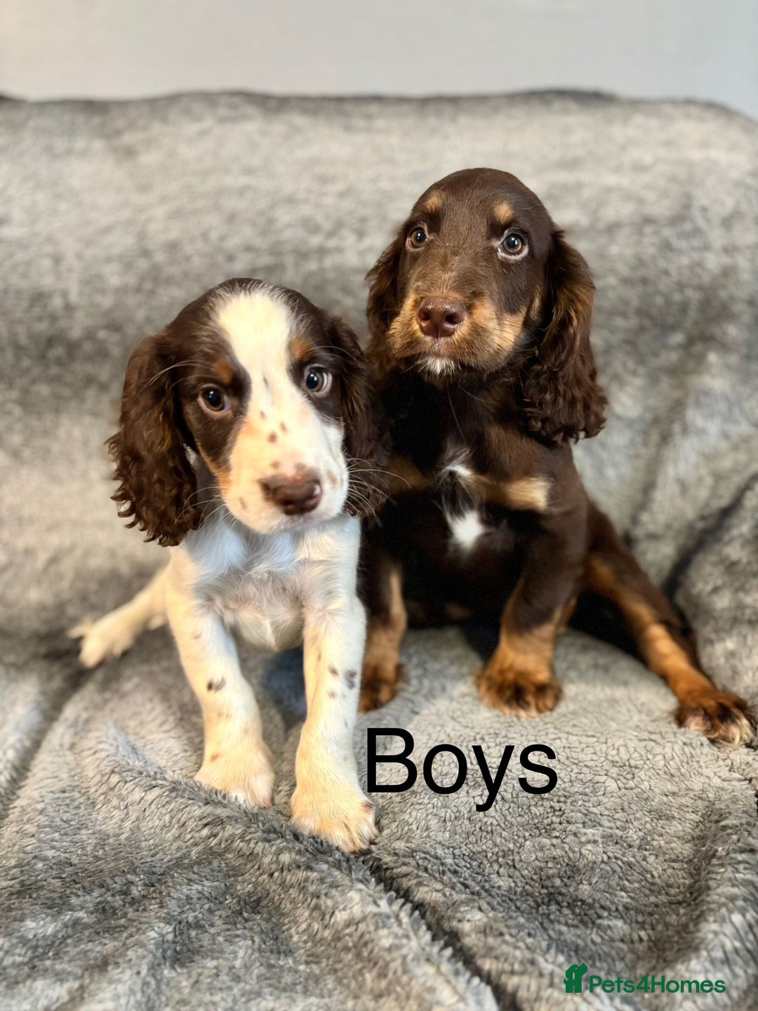 Cocker Spaniel dogs for sale: Cocker Spaniels Ready Now, Fully Vaccinated - Image 3