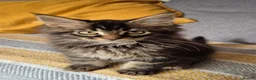 Maine Coon cats for sale: Maine coon kittens  - Advert 13