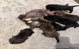 Mixed Breed dogs for sale: Mixed puppies - Advert 2