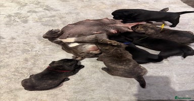 Mixed Breed dogs Mixed puppies - Advert 2